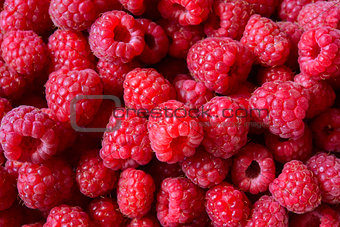 Beautiful Red Summer Background of Juicy Raspberries