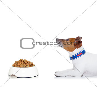 hungry dog