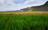 Icelandic grass