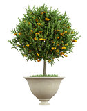 Classic vase with small orange tree  - 3D Rendering
