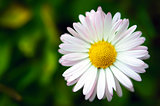 Single daisy flower on green background macro