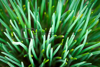 Fresh spring green grass close up macro