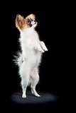 Papillon puppy standing on hind legs