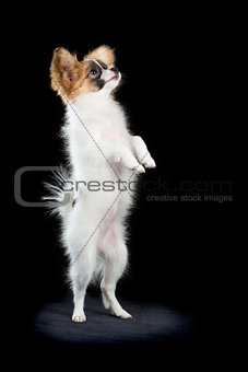 Papillon puppy standing on hind legs