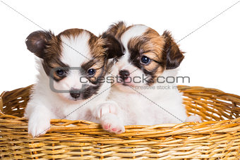 Two puppy in wicker basket  