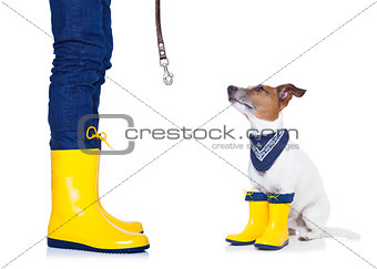 dog ready for a walk in rain