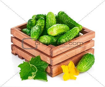 Fresh cucumber in wooden box with green leaf and flower