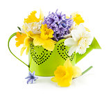 Spring flowers in green watering can
