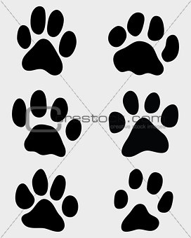 paw of cats