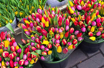 Tulips at the flower market in Amsterdam.