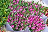 Tulips at the flower market in Amsterdam.
