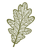 Vector oak leaf, isolated on white background
