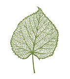 Vector linden leaf, isolated on white background