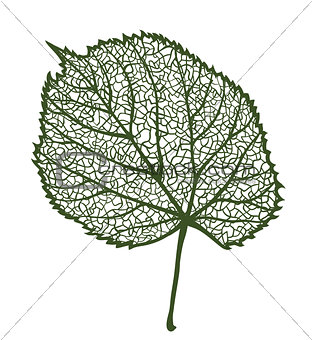 Vector linden leaf, isolated on white background
