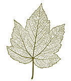 Vector maple leaf isolated