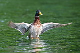 wild duck spreading wings