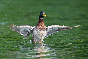 wild duck spreading wings