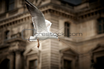 White Seagull