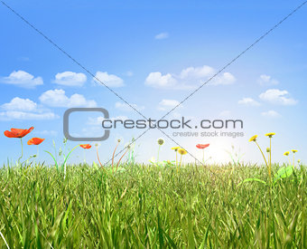 Poppies and dandelion field,blue sky and sun. 3d render.