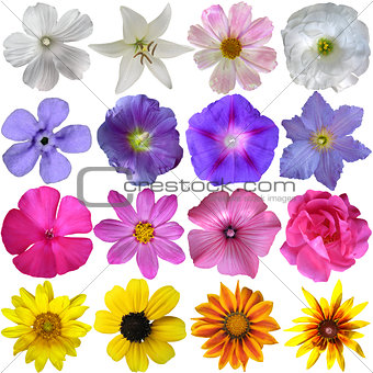 Big Selection of Various Flowers Isolated on White Background 