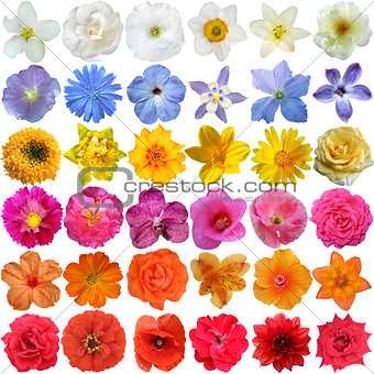 Big Selection of Various Flowers Isolated on White Background 