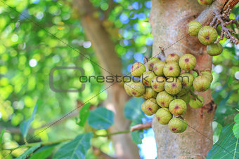 Thai Figs Tree in the garden