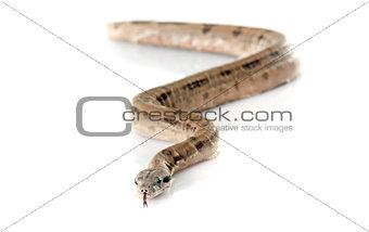 young boa constrictor