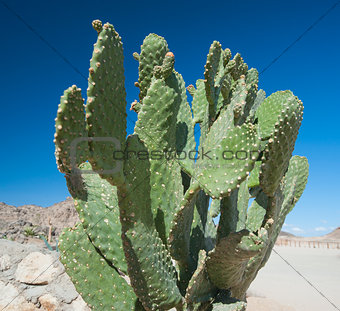 Cactus growing in remote desert