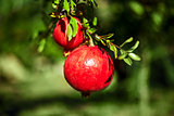 pomegranates  on a green background