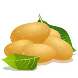 Vector potatoes and green leaf