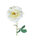 White Rose Branch