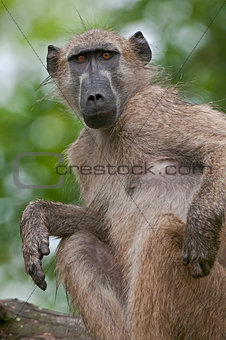 Curious Chacma Baboon scratching an itch