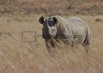 Black Rhino male on an African plain