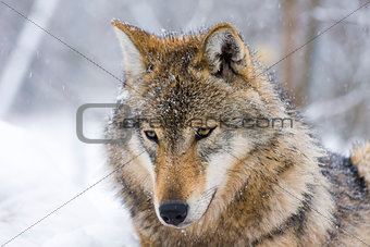 Gray wolf (Canis lupus) in winter