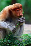 A proboscis monkey