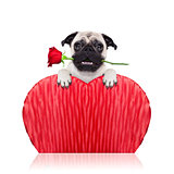 valentines dog