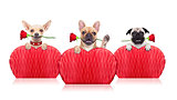 valentines dogs