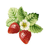 Strawberry. Watercolor