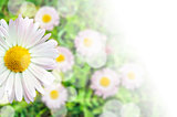 Card composition of daisy flower blossom with transparent gradient