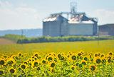 Sunflower Field and Grain Silos 