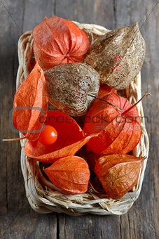 red Physalis fruits