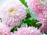 Close Up Image of the Beautiful Pink Chrysanthemum Flower