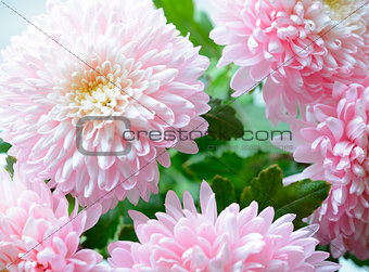 Close Up Image of the Beautiful Pink Chrysanthemum Flower