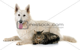 Swiss shepherd and cat