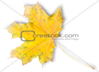 Yellow Autumn Maple Leaf With Green Spots