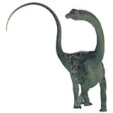 Diplodocus Dinosaur on White