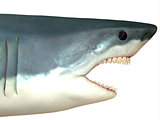 Great White Shark Head