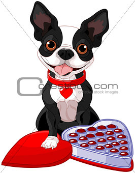 Valentine day Boston terrier