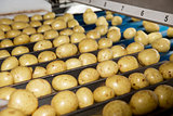Potatoe Industry