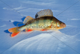 Big fish perch on blue ice .